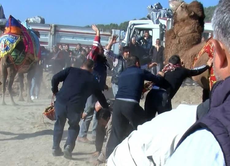 <p>Manisa'nın Yunusemre ilçesinde bu yıl ilki düzenlenen 'Yuntdağı Deve Güreşleri Festivali' 120 devenin katılımıyla başladı. Deve sahiplerinden 3 kişi develerin altında kalmaktan son anda kurtarıldı.</p>
<p> </p>