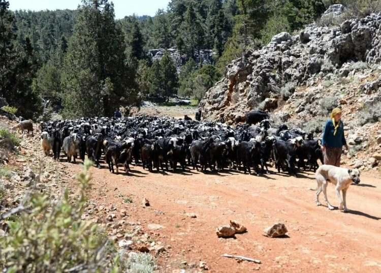 <p>Güneybatı Anadolu'da tarihi Likya bölgesinde yer alan Teke Yarımadası ise Yörük kültürünün güçlü kaldığı noktalardan birini oluşturuyor. Yörükler, zeytin ağaçlarıyla dolu dağlık bu bölgede, kilimleri, sürüleri, çoban köpekleri ve yaylacılık gelenekleriyle yarı göçebe bir yaşam sürüyor.</p>
<p>Bununla birlikte, son yıllarda tur şirketleri Likya'nın harikalarını, Yörük yaşamıyla birleştirmeye başladı. National Geographic, ailelere Patara, Xanthos veya Letoon gibi antik yerleri ziyaret etmesini önerirken, Akdeniz’in berrak sularında yüzmelerini önerdi. </p>
<p> </p>