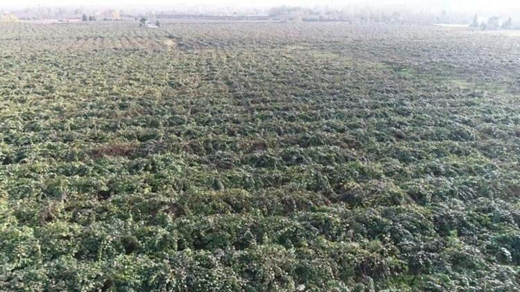 <p>Gerekli bakımları onlar yapıyor. Ancak tüm sene boyunca 2 binin üzerinde emekçi çalışıyor. Zira farklı işleri var buranın. Toplama vaktinde, tekleme vaktinde gelen çalışanlar var.</p>

<p> </p>
