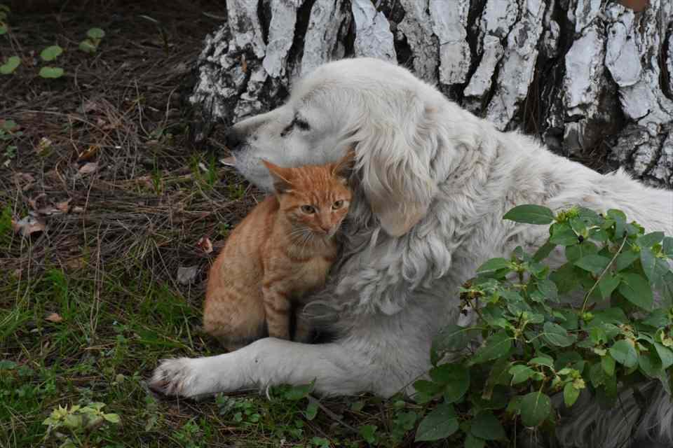<p>Ordu'nun Perşembe ilçesinde kedi ile köpeğin dostluğu görenlerin dikkatini çekiyor.</p>

<p> </p>
