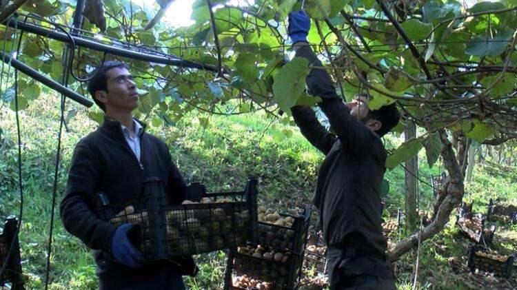 <p>10 kişinin çalıştığı kivi ormanından yılda yaklaşık 1200 ton kivi üretiliyor. C vitamini deposu kiviler ise başta İngiltere ve Rusya olmak üzere dünyanın çeşitli ülkelerine ihraç ediliyor.</p>
