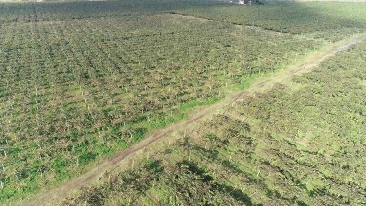 <p><strong>‘DOLU TOPUNU PATLATIYORUZ’</strong></p>

<p>Yeniden çalısını dökmek için gelenler, kolları bağlamaya gelenler var. Şu anda budanacak kollar var. Bunun yanı sıra bahçede ‘dolu topu’muz var. Meteorolojiden dolu yağacağına yönelik bilgi gelince bu dolu topunu patlatıyoruz.</p>
