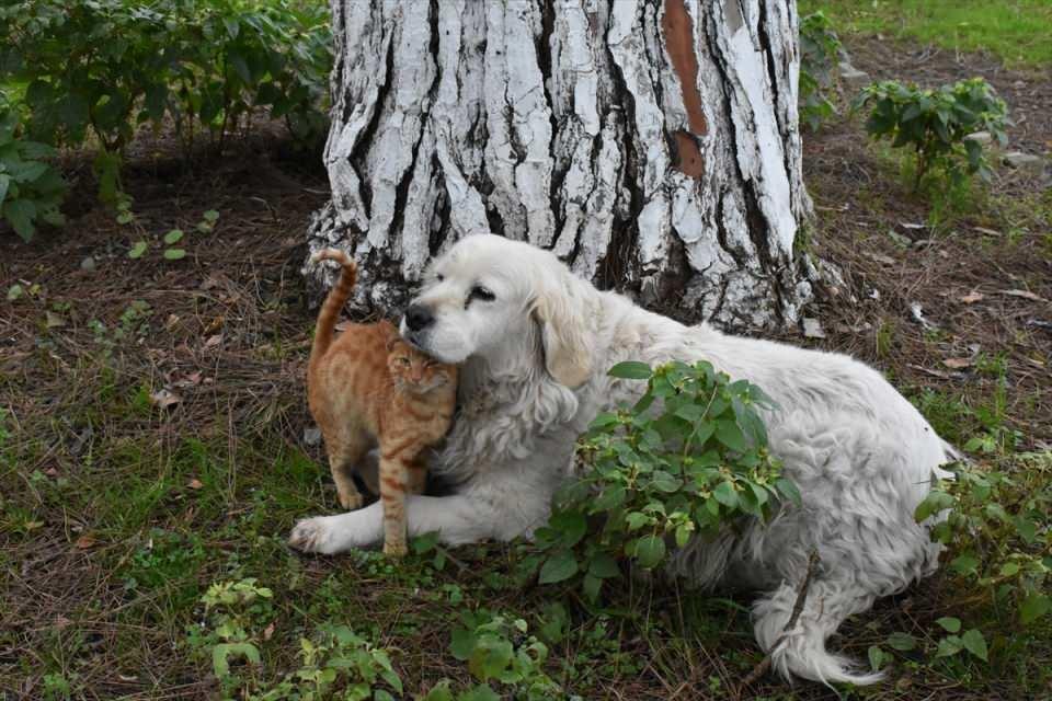 <p>Perşembe İskelesi yanında bir çay bahçesinin işletmecisi ve çalışanları tarafından bakılan Pamuk isimli köpek ile kedi, birbirlerinden ayrılmıyor.</p>

<p> </p>
