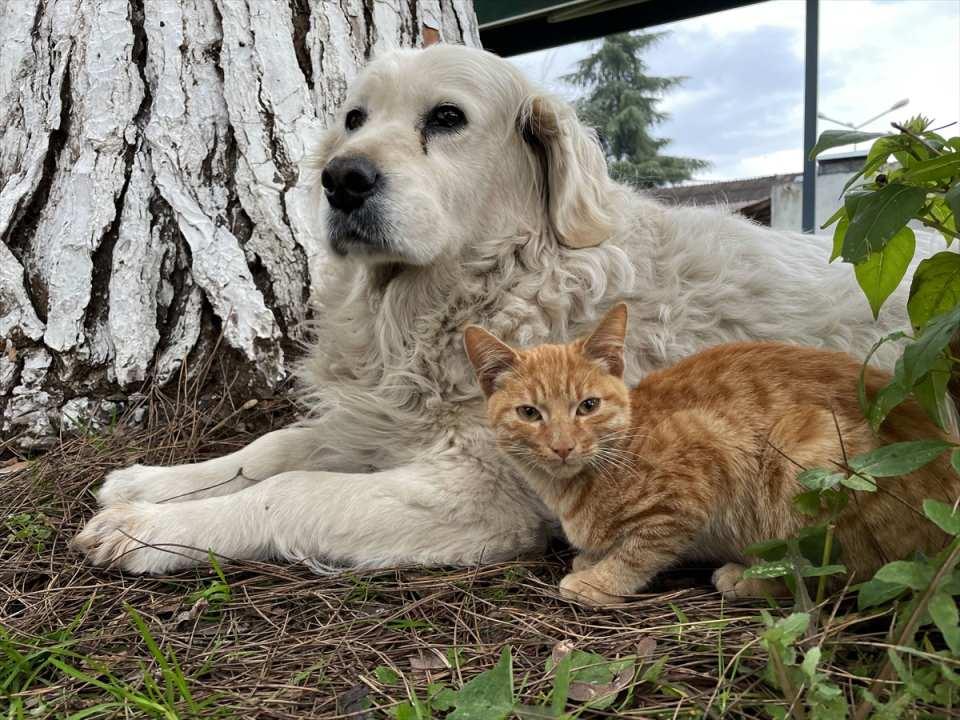 <p>Çay bahçesi çalışanı Bulut Genç, gazetecilere, sokaktayken sahiplendikleri köpeğe 7 yıldır baktıklarını, adını da Pamuk koyduklarını söyledi.</p>

<p> </p>

