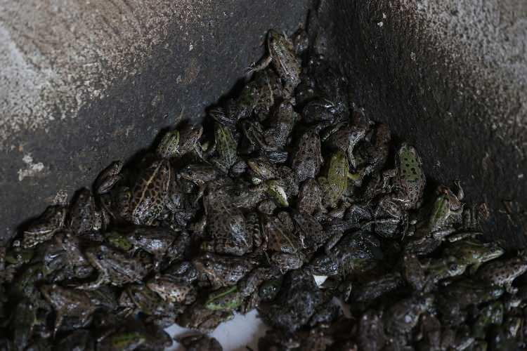 <p>Topladıkları kurbağa miktarının her gün değişiklik gösterdiğini söyleyen Aydın, "Bazen 5 kilo tutuyor, bazen hiç tutamadan geliyoruz. Bazen 20-30 kilo alanlar var. Yerini buldun mu çok oluyor." dedi.</p>
<p> </p>