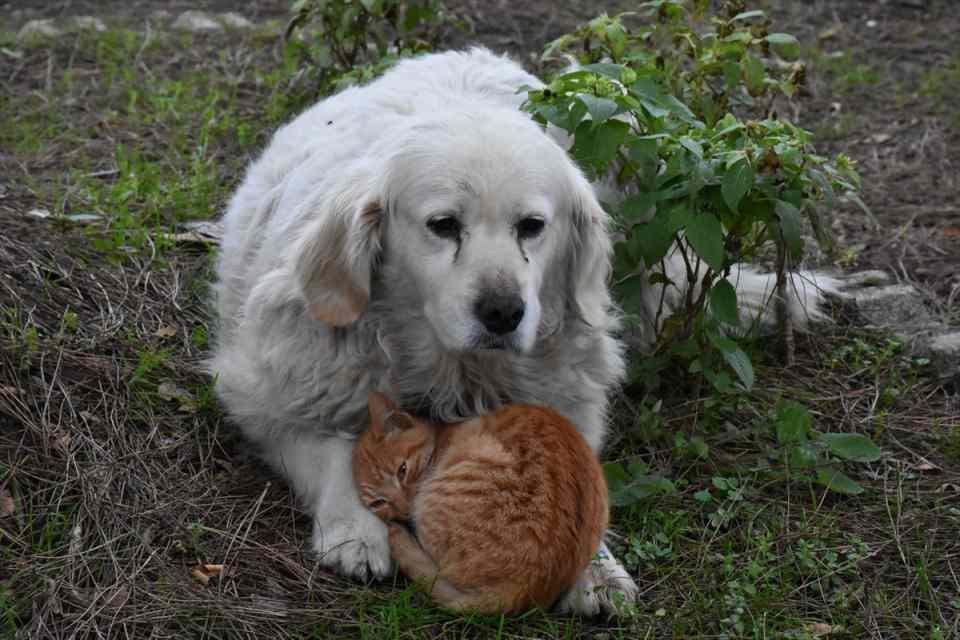 <p>İlçede düzenlenen 3. Hamsi Festivali'ne gelen vatandaşlar, kedi ile köpeğin bir arada yatmasını ve oynamasını görünce şaşkınlığını saklayamadı.</p>
<p> </p>