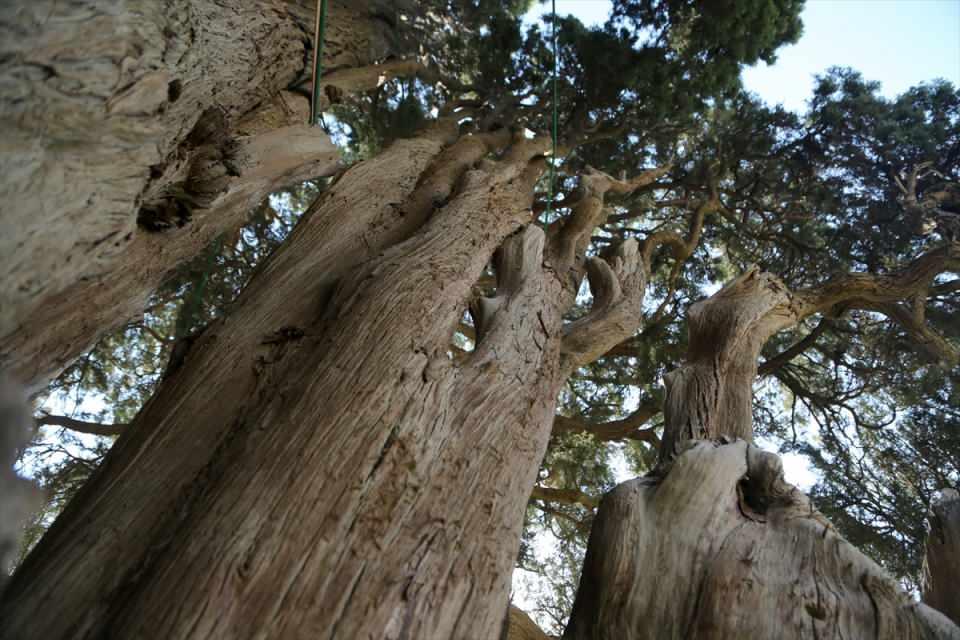 <p>Bu daha önce amatörce plastik malzemelerle kapatılmıştı, ancak hiç uygun olmayan bir yöntemdi. Ağacı tehdit eden en büyük tehlike budur." diye konuştu.</p>
<p> </p>