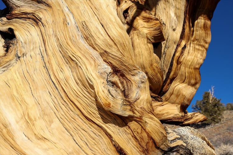<p>Doğu Kaliforniya'daki Inyo County'nin Beyaz Dağları'ndaki Antik Bristlecone Çam Ormanı’nda bulunan 4.853 yaşındaki Methuselah adı verilen bristlecone çam ağacı dünyada en yaşlı klonal olmayan ağaçlardan biri olarak kabul ediliyor.</p>
<p> </p>