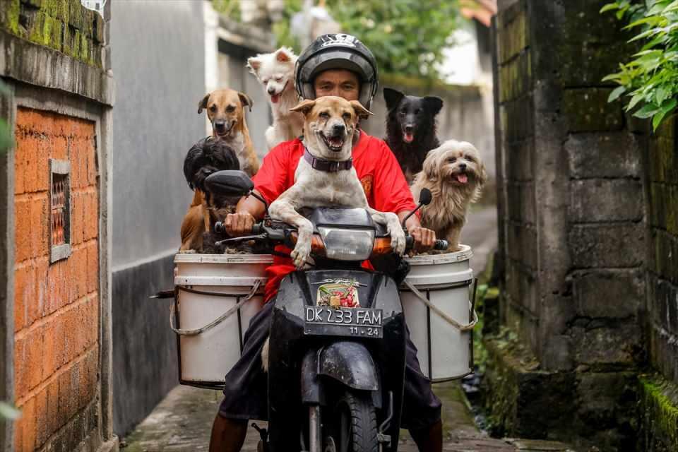<p>Endonezya’nın Bali adasında yaşayan ve hayvanseverliğiyle ünlü Ketut Widanta, sahiplendiği köpeklerle bindiği motosikletiyle köpekleri için restoranlardan yiyecek topluyor.<br />
<br />
<strong>Foto Muhabiri Johannes P. Christo</strong></p>