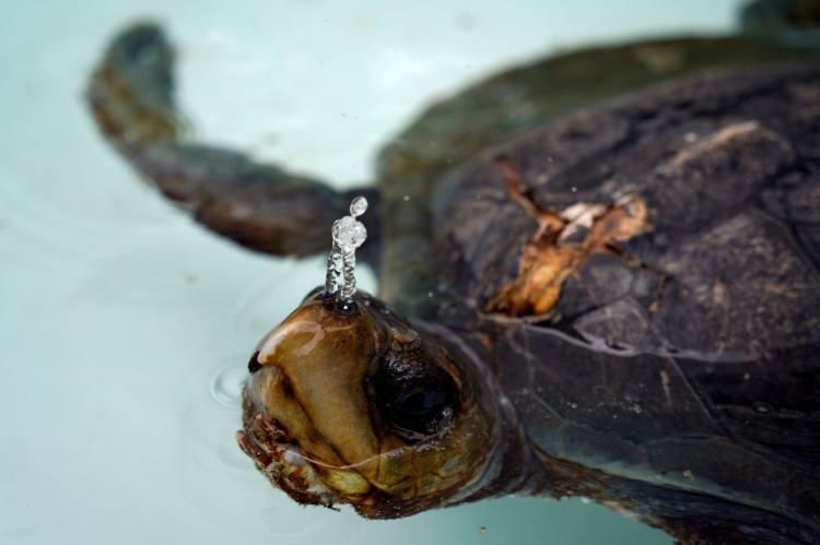 <p>11 Ekim'de yaralı bir kaplumbağa, Ekvador, Salango'daki Deniz Faunası Rehabilitasyon Merkezi'nde gönüllüler yaralarını temizledikten sonra iyileşiyor.</p> <p> </p> 