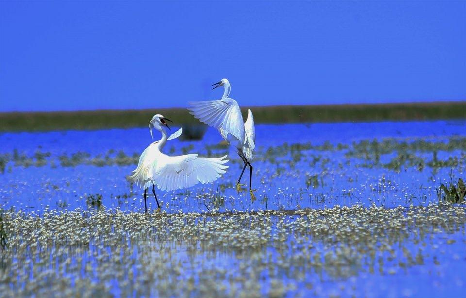 <p> Samsun'da, UNESCO Dünya Mirası Geçici Listesi'nde bulunan Kızılırmak Deltası Kuş Cenneti, ilkbaharın gelmesiyle hareketlendi.<br />
<br />
<strong>Foto Muhabiri Mehmet Kumcağız</strong></p>