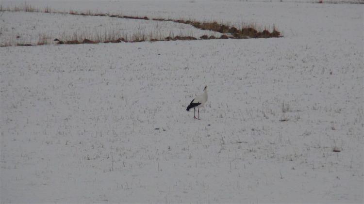 <p>KARS'ta gece başlayan kar yağışı il genelinde etkili oldu. Selim ilçesinde göç etmeyen bir leylek karla kaplı arazide yürürken görüntülendi. </p>

