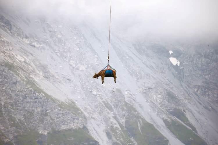<p>27 Ağustos'ta, Klausenpass, İsviçre yakınlarındaki yüksek İsviçre Alpleri çayırlarında yaz tatilinden sonra bir inek helikopterle taşınıyor.</p> <p> </p> 