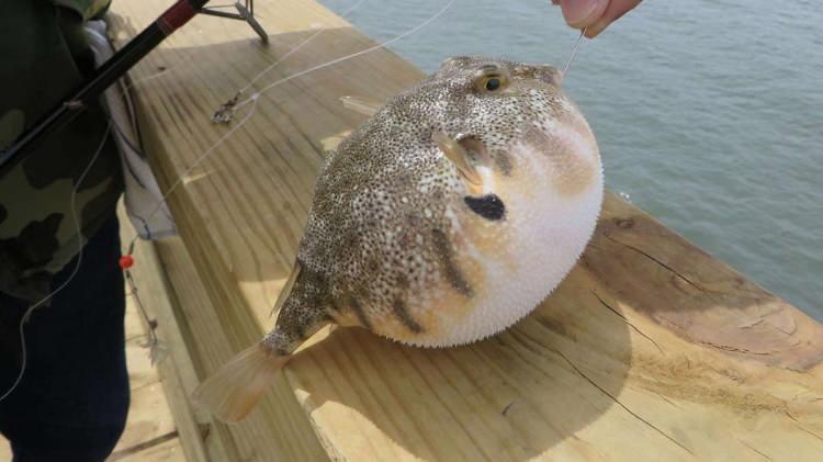 <p><span style="color:#B22222"><strong>KİRPİ BALIĞI</strong></span></p>

<p><span style="color:#000000"><strong>Kirpi balığıunın derisinde&nbsp;yumurtalıklarında ve karaciğerinde &ouml;l&uuml;mc&uuml;l bir zehir bulunuyor. Bu y&uuml;zden dikkatli bir şekilde t&uuml;ketilmesi tavsiye edilmektedir.&nbsp;</strong></span></p>
