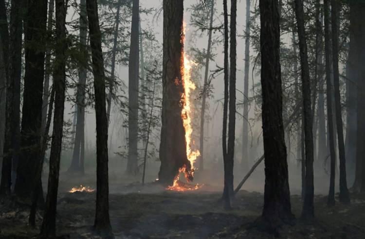 <p>11 Ağustos'ta, Rusya'nın Yakutya bölgesindeki Taastaakh köyü yakınlarında orman yangını sırasında bir ağaç yanıyor.</p> <p> </p> 