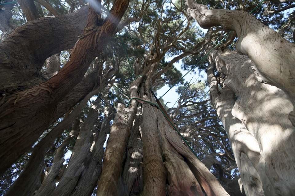 <p>Yerli ve yabancı turistlerin ağaca büyük ilgi gösterdiğini aktaran Furudi, "Bu ağaçla ilgili dikkat çekici husus sulanması ve su kaynağıyla ilgilidir. Ağaç eski tarihlerde açılan su kanallarıyla sulanıyordu. </p>
