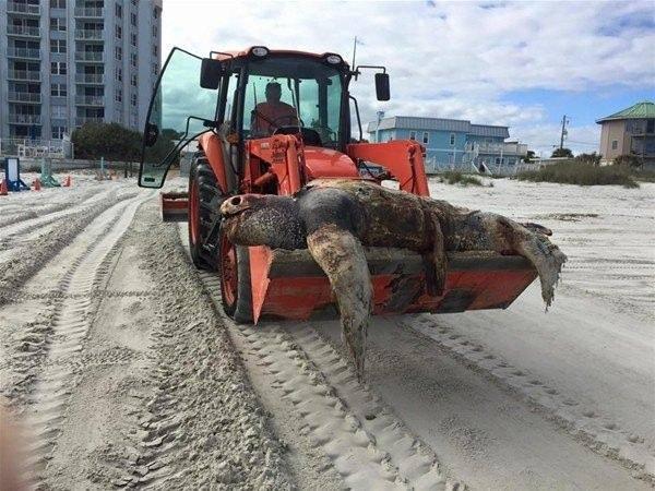 <p> Amerika Birleşik Devletleri'nin Florida eyaletinde yer alan New Smyrna plajında ölü olarak bulunan bir deniz deri sırtlı deniz kaplumbağası... </p>
