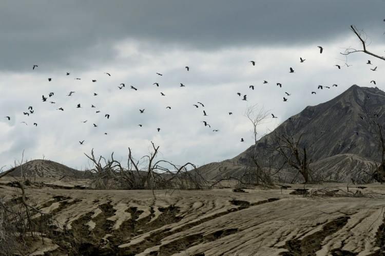 <p>12 Ocak’ta Filipinler'in Batangas eyaletindeki yanardağın patlamasından bir yıl sonra, Taal Volkanı adasında bir kuş sürüsü uçuyor.</p> <p> </p> 