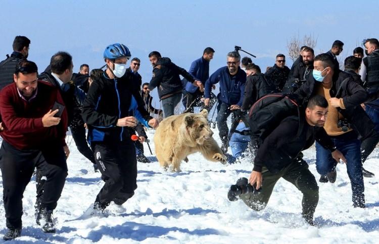 <p>11 Şubat’ta Irak'ın Dohuk kentinde hayvan hakları aktivistleri ayıları insanların evlerinde esaretten kurtardıktan sonra bir ayıyı vahşi doğaya saldıkları sırada kaçışıyor.</p> <p> </p> 