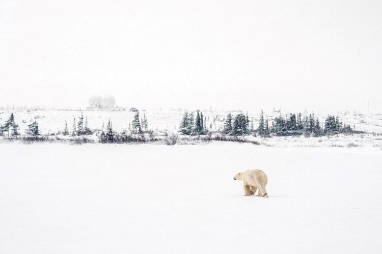 <p>20 Kasım’da bir kutup ayısı, Manitoba, Kanada'daki Hudson Bay topluluğu yakınlarındaki başgösteren kar fırtınasından korunmak istiyor.</p> <p> </p> 