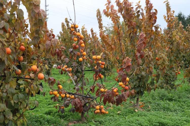 <p>Suat Parıldar, hurma üretimindeki artışta kentteki yıllık toplam 65 bin ton kapasiteli soğuk hava depolarının büyük etkisinin bulunduğunu belirtti.</p>
<p>Hurmanın, kiviye alternatif olduğunu aktaran Parıldar, şu bilgileri paylaştı:</p>