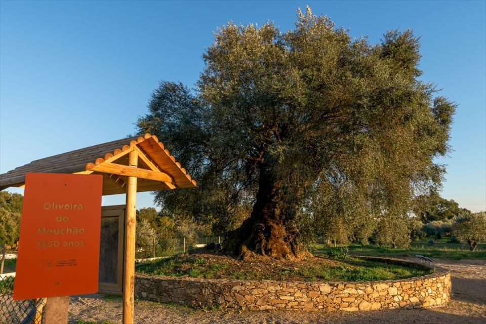 <p>İber Yarımadası'nın ve Portekiz'in en yaşlı zeytin ağaçlarından "Oliveira do Mouchao", Abrantes yakınlarındaki Mouriscas köyünde yer alıyor. </p>

<p> </p>
