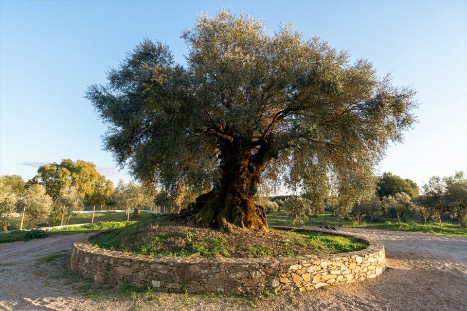 <p>Zamana meydan okuyan 3350 yaşındaki zeytin ağacı meyve vermeye devam ediyor.</p>
