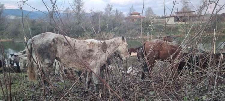<p>Bakımsız olan atlardan 5'inin yerde hareketsiz yattığını gören ekipler, Cumhuriyet savcısının talimatları doğrultusunda, atları Sakarya Büyükşehir Belediyesi Çevre Koruma Zabıta Timleri ve Arifiye İlçe Tarım Müdürlüğü ekiplerine teslim etti.</p>
