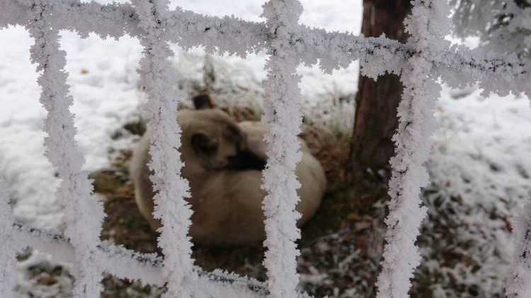 <p>Soğuk hava nedeniyle araçların camları buz tuttu, ağaç ve bitkilerin üzerinde kırağı oluştu. </p>
