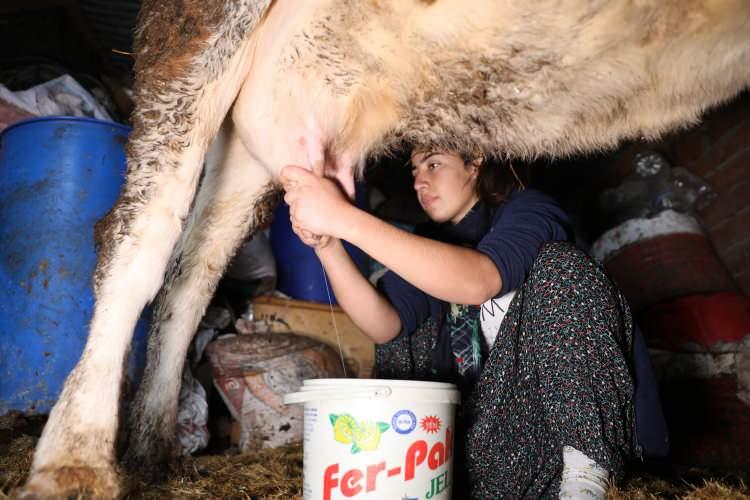 <p>Diyarbakır'da çocuk yaştan bu yana inek sağarak bileğini güçlendiren ve 3 yıl önce yeteneği keşfedilen milli sporcu Gülçin Altınay, Dünya Bilek Güreşi Şampiyonası'nda üçüncülük elde etti.</p>
