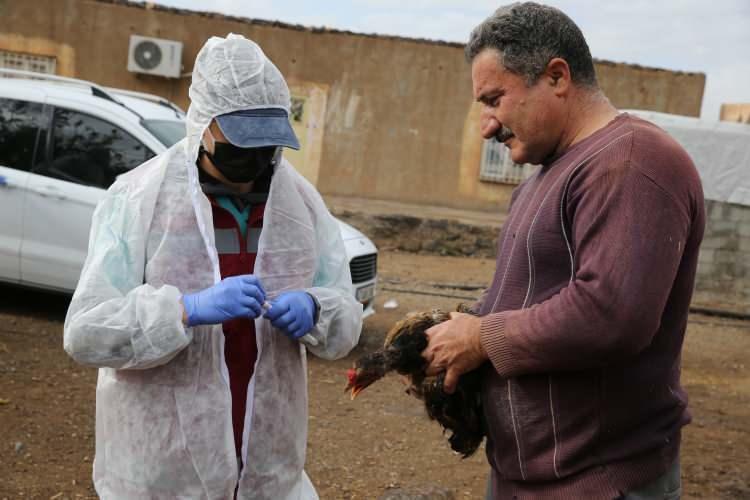 <p>Program kapsamında Mardin Tarım ve Orman Müdürlüğünce veteriner hekimlerden oluşturulan ekipler, Derik ve Nusaybin ilçesinde özellikle sulak alanları bulunan köylerdeki kanatlı hayvanları sağlık taramasından geçirdi.</p>