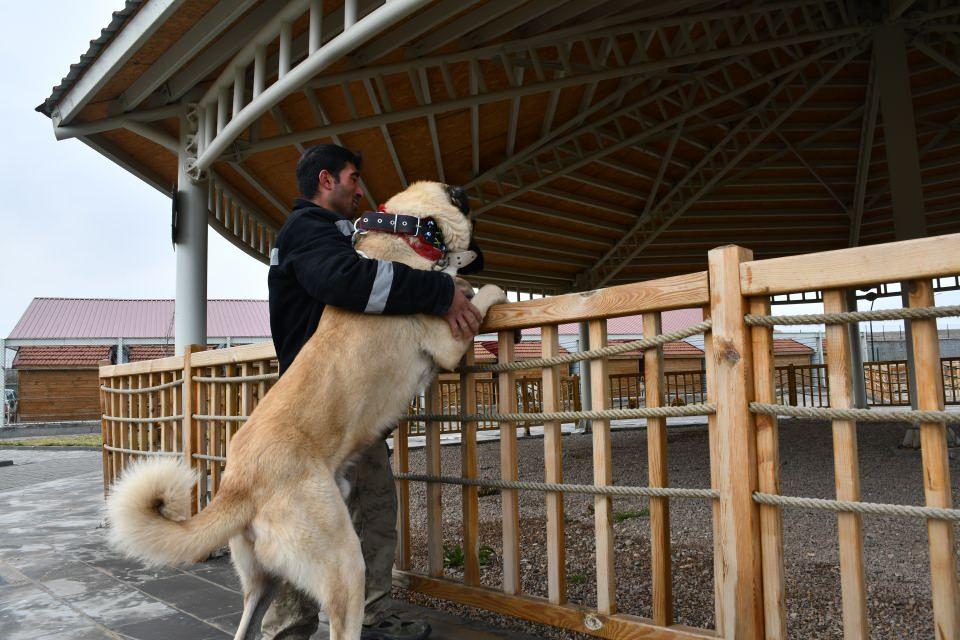 <p>Yıllardır Kangal köpekleriyle iç içe yaşadığını ve Cesur'un soyunun en az 1980'li yıllara dayandığını dile getiren Özvatan, "Çok ünlü, koruma iç güdüsüyle yetişmiş, koyunların içinden gelmiş bir köpek. Dilindeki mühür, kafa yapısı, gözündeki sürmeler, ayakları ve sırtındaki sarımsı renk, her şeyi ile safkan Kangal köpeğinin bütün özelliklerini taşıyor. Cesur, Deliktaş köyü 'Mırcey' (köydeki eski bir kangal köpeğinin ismi) soyundan geliyor. Bu soy, dilindeki mührü, kan tahlilleri ve koyunla ilişkisi olsun, kendini her şekilde kanıtlamıştır." dedi.</p>

<p> </p>
