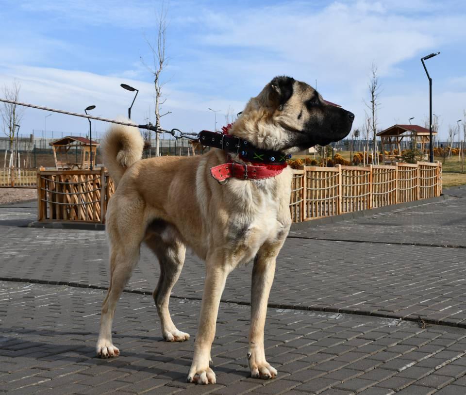 <p>Çiftlikte damızlık olarak kullanılacak, yaklaşık 60 kilogram ağırlığındaki erkek Kangal köpeği Cesur'un henüz doğmamış yavruları için çok sayıda kişi sıra bekliyor.</p>

<p> </p>
