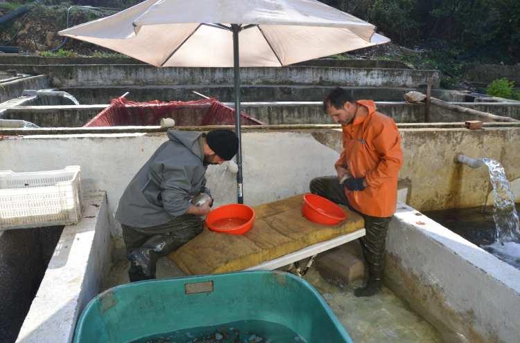 <p>Antalya’da bulunan alabalık tesisinde alabalık üretimi için sağım işlemine başladı. Balıklardan alınan havyarlar kuluçkaya yatırıldı. </p>
