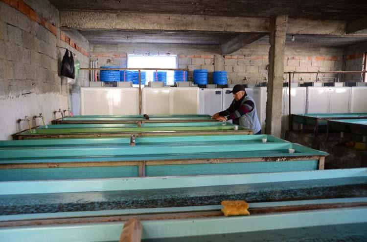 <p>Dişi balıklardan sağılan yumurtalar ile erkek balıkların spermaları karıştırılıp, 7-15 dakika döllenmesini beklendikten sonra yumurtalar yıkayıp özel kuluçka dolaplarına konulur. </p>
