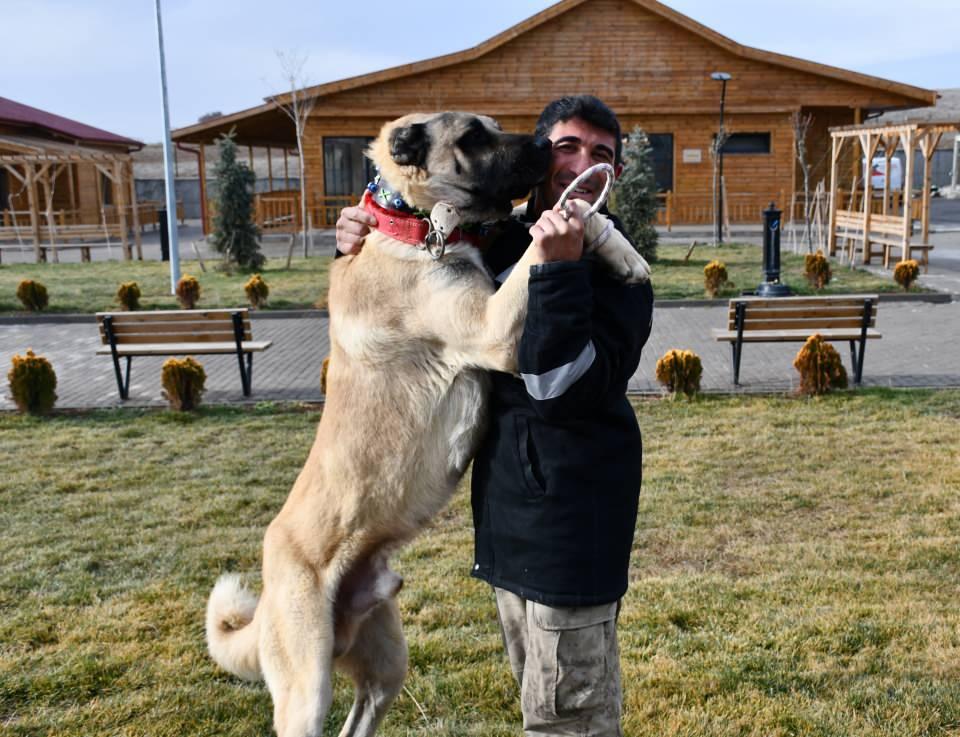 <div>Cesur'un bakımıyla kendisinin ilgilendiğini aktaran Özvatan, "Yemeği, suyu, bakımı her şeyi saatlidir. Barınağını ve kişisel temizliğini biz yapıyoruz. Aşısını ve tüm sağlık kontrollerini de burada veteriner hekimimiz yapıyor. Günün 24 saati gözetimimiz altında." diye konuştu.</div>

<div> </div>
