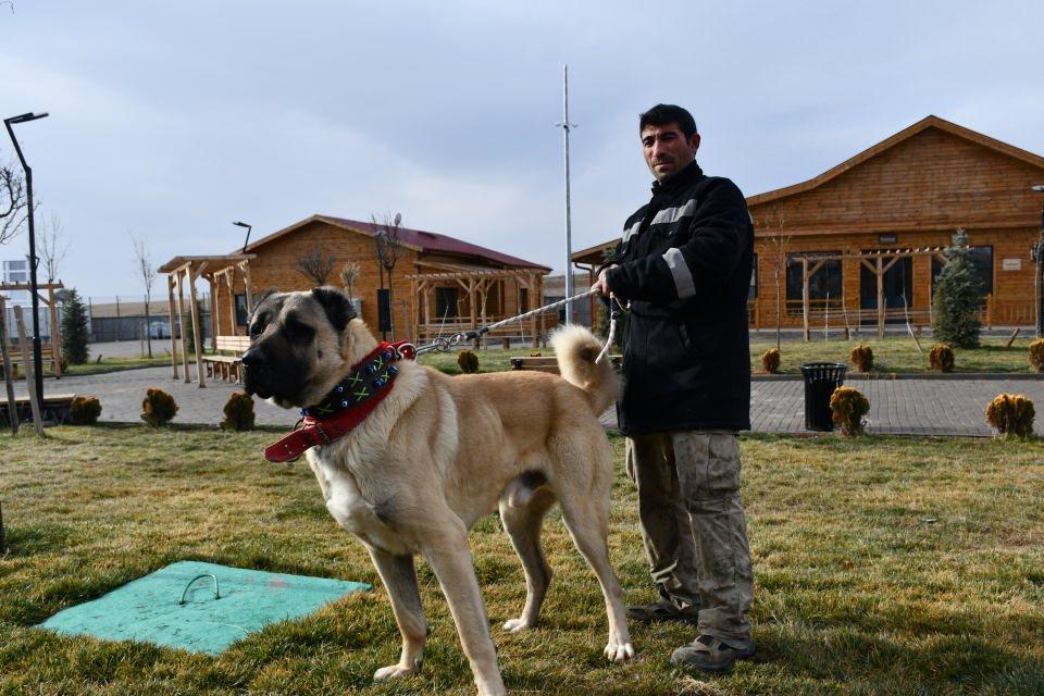 <p>Sivas'ta soyunun en az 40 yıl öncesine dayandığı, doğuştan dilinde taşıdığı "mühür" şeklindeki leke ve kan tahlilleriyle tescillenen 2 yaşındaki Kangal köpeği "Cesur"un henüz dünyaya gelmemiş yavruları için yaklaşık 200 kişi sıraya girdi.</p>