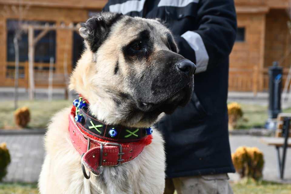 <p>Kentte dünyaca ünlü Kangal köpeklerini daha iyi tanıtmak, korumak ve takibini kurumsal olarak yapmak amacıyla 5 ay önce faaliyete geçirilen Sivas Valiliği Kangal Köpeği Üretim, Eğitim ve Koruma Merkezi'nde yetiştirilen "Cesur", heybetli görünümünün yanı sıra doğduğunda dilinin üzerinde oluşan "Mühür" diye tabir edilen lekeyle dikkati çekiyor.</p>
<p> </p>