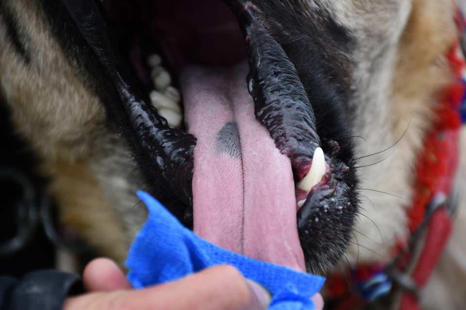 <p><strong>Özel ilgiyle yetiştirilen "Cesur"un bakıcısı da aynı köyden<br />
​</strong><br />
Merkezde yetiştirilen köpeklerin bakımıyla ilgilenen Özkan Özvatan ise Cesur'un soyunun geldiği Kangal ilçesine bağlı Deliktaş köyünde doğduğunu ve bu köyün, safkan Kangal köpekleriyle ünlü olduğunu anlattı.</p>
