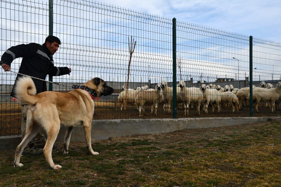 <p>Özvatan, Cesur'un çok akıllı bir Kangal köpeği olduğunu vurgulayarak, "Asla zarar vermez. Çocuk bile gelse hiçbir şey yapmaz, döşüne alır o şekilde korur. Cesur için koyun dedin mi akan sular durur. Allah onu koyun için yaratmış. En önemli özelliklerinden birisi de koyunlara ve sahibine sahip çıkmasıdır." ifadelerini kullandı.</p>

<p> </p>
