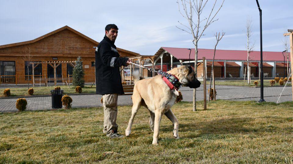 <p>Şu anda yaklaşık 200 kişi yavru talebi için sırada bekliyor. İnşallah yavruları olursa soyunun devamı için onları da sahiplendireceğiz." diye konuştu.</p>