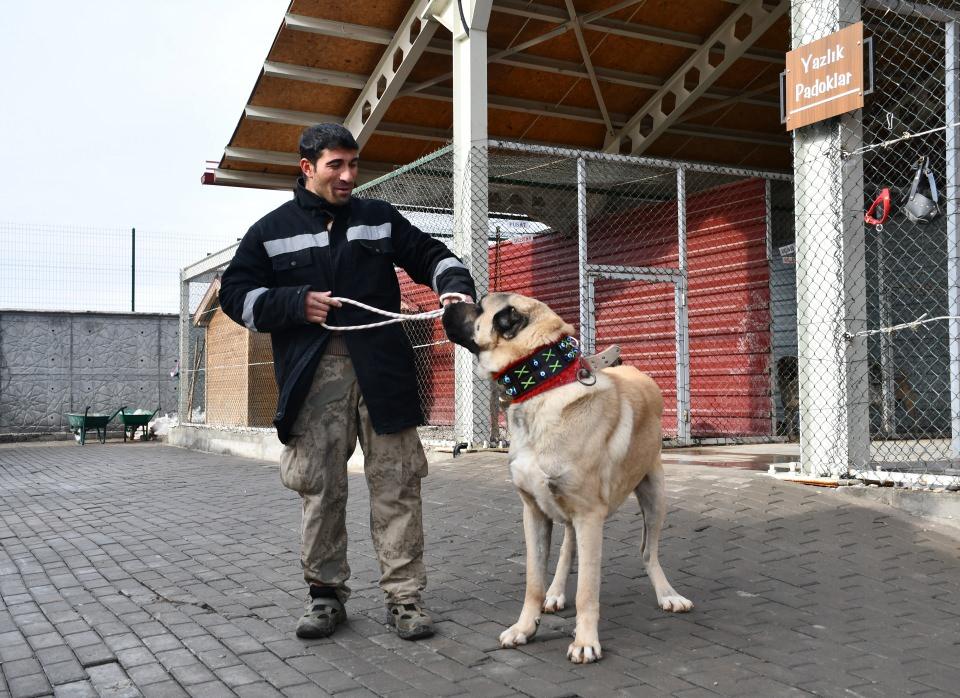 <p>Merkezin müdürü Doğan Aydın, AA muhabirine, Kangal köpeklerinin dilinde mührün çok nadir görüldüğünü belirterek, "Cesur, İstanbul'daki 'Sivas Günleri' programında yoğun ilgi gördü. Buna karşılık yavru talepleri oldu. </p>

<p> </p>
