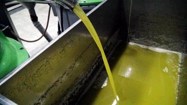 <p>'KESKİN KOKUSUNDAN DA ANLAŞILIR' </p>
<p> </p>
<p>Kilis Organik Zeytin Üreticileri Birliği Başkanı Hüseyin Polat ise bu yıl zeytinyağının veriminin yüksek olduğunu söyledi. 100 kilo zeytinden 30-35 kilo yağ elde edildiğini anlatan Polat, sağlık açısından tüketilmesini tavsiye ettikleri zeytinyağının keskin kokusunun bile sahte olup olmadığını anlamaya yeterli olduğunu belirtti.</p>