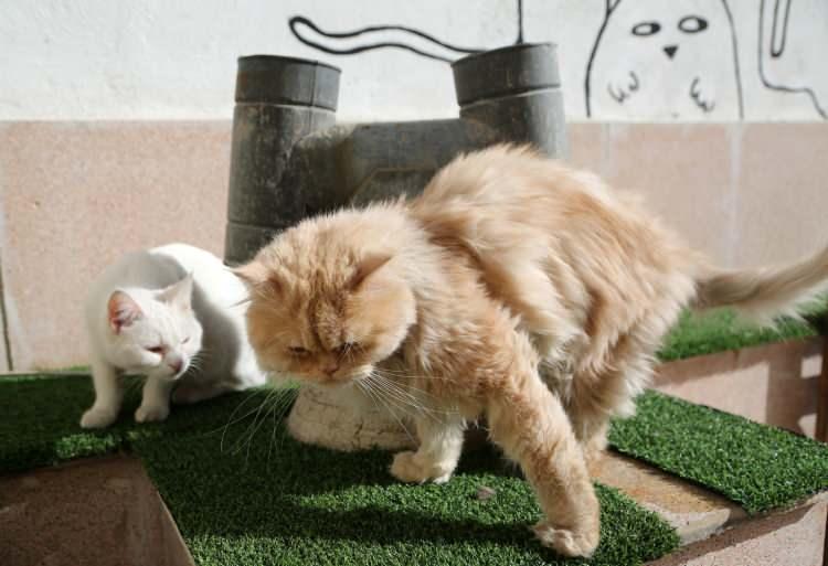 <p>Son günlerde kısa tüylü Sfenks Kedisi (Mısır Kedisi), British Shorthair ve İskoç kedilerinin de ilgi gördüğünü kaydeden Seccadi, İran Kedisi'nin ise yerini korumaya devam ettiğini sözlerine ekledi.</p>
