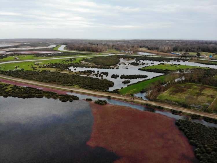 <p>"Azolla filiculoides" ismi verilen eğrelti otunun suyun yüzeyini kızıla kaplamasıyla dikkat çekici görüntüler ortaya çıktı.</p>
