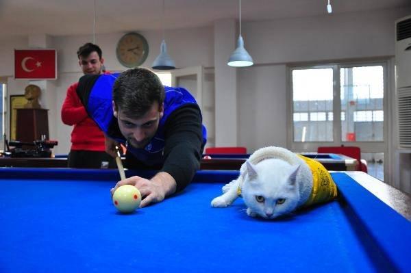 <p> 'Pamuk' ismi verilen kedi, Gençlik ve Spor Bakanlığı'nın 'Gönüllü Pati' projesine dahil edilerek, tedavi ve mama masraflarının tümü bakanlık tarafından karşılanmaya başlandı. Pamuk, merkezin de maskotu oldu.</p>
