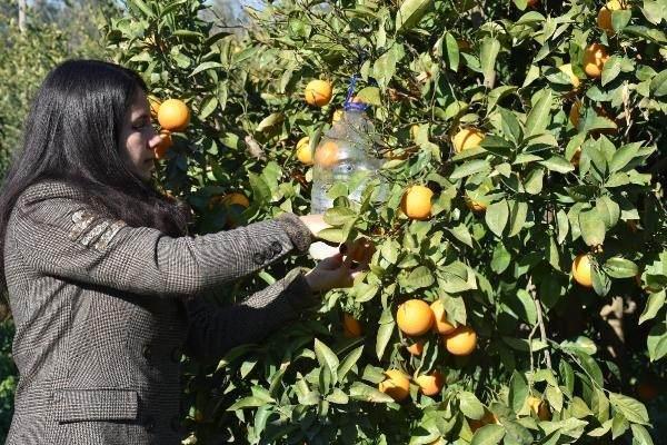 <p>Yere düşen mandalinaları sirke haline getirip ağaçları dezenfekte etmek için kullanan Ulus, doğadan faydalanarak verimli ürün yetiştirmeyi amaçlıyor.</p>