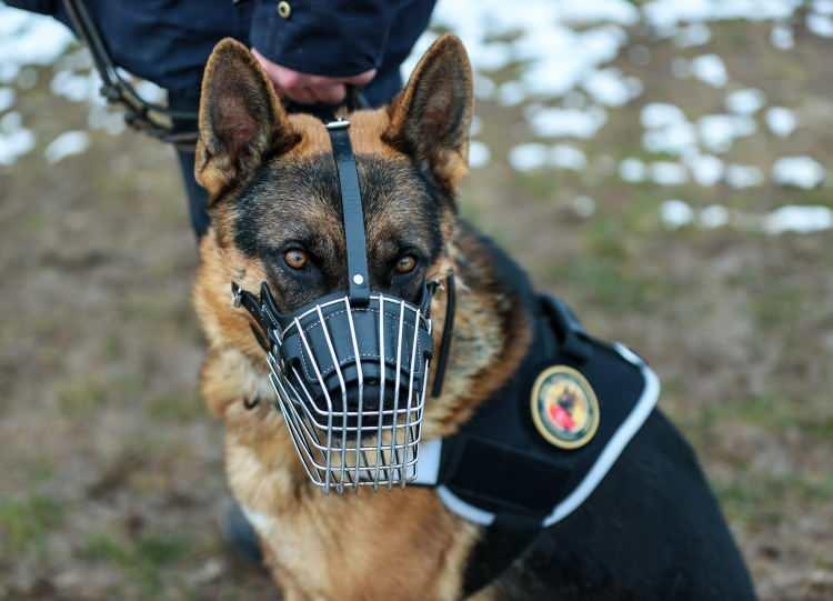 <p> Görev köpeklerimizden daha iyi sonuç veren dedektör henüz yapılamadı. Görev arkadaşlarımız Emniyetimizin göz bebeğidir. Görev köpeği olamayacak derecede yaşlanan ve sağlıkları bozulan köpekler, sorumluluğunu alabilecek ve bakımlarını yapabilecek imkanlara sahip vatandaşımıza hibe olarak verilmektedir."</p>
