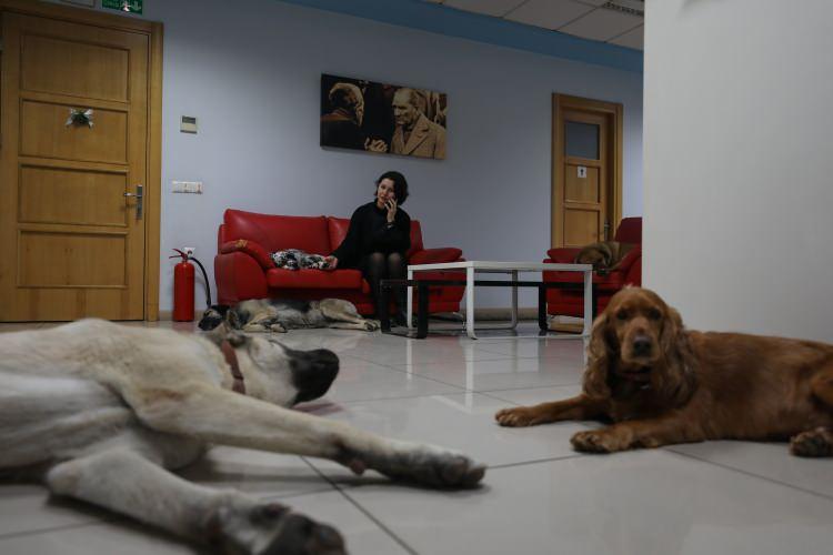 <p>"Burada çalışmak için kedi ve köpek sevmek şart"</p>
<p>Fabrikasında çalışmak isteyenlerde "kedi ve köpek sevme şartı" aradığını belirten Uzsoy, şunları kaydetti: "Her insan kedi köpek sevmeli demiyorum ama en azından zarar vermemeli. Bizim şirkette çalışanlar hayvan sevmek zorunda. Rahat edemez çünkü burada hep beraberiz. Örneğin Medine Hanım ilk geldiğinde hayvanlardan çekiniyordu. Birkaç gün içinde alışıp evinde şimdi 2 sokak kedisi var, İlknur Hanım (İlknur Kula) da öyle. Burada çalışmak için hayvan sevgisi şart. Bir can dostumuzu kaybettiğimiz zaman ise günlerce acısını yaşıyoruz. Ocağımıza ateş düşmüş gibi oluyor."</p>