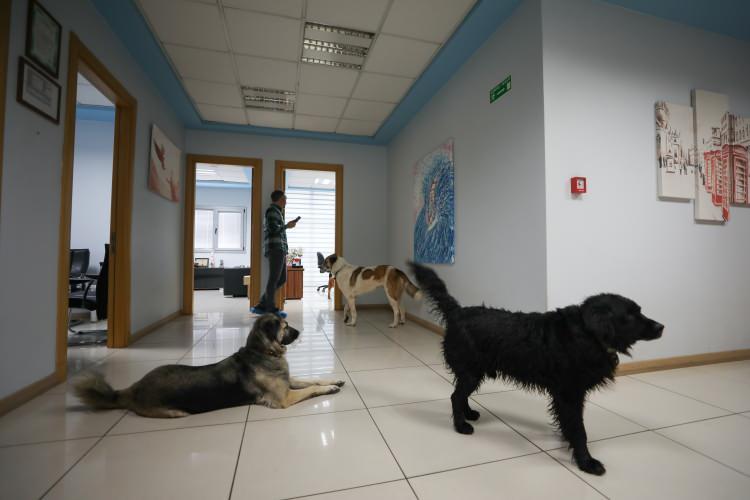 <p>Çocukluğundan itibaren hayvanları çok seven Uzsoy, 25 yıl önce Bornova ilçesinde kurduğu fabrikada bakıma muhtaç ve sahipsiz kedi ve köpeklere bakıyor. Halen fabrikada 10 kedi ve 16 sokak köpeği bulunuyor ve Uzsoy hepsine de bir isim vermiş.</p>
